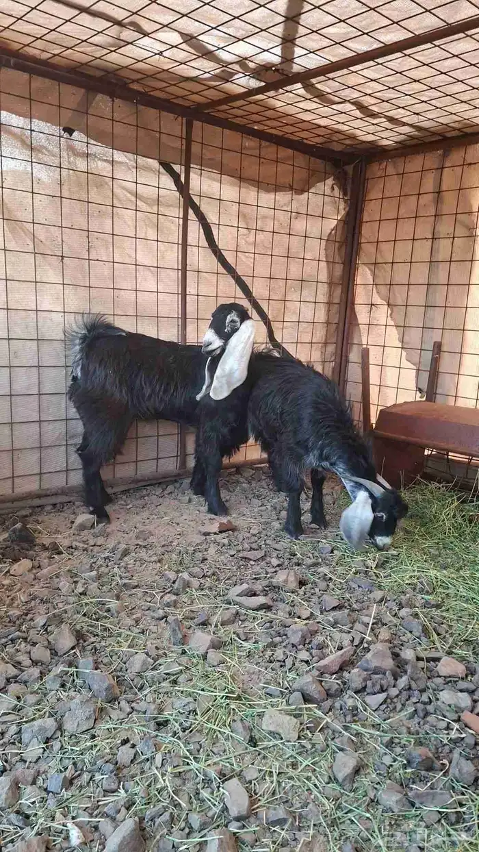 ذبايح بريه 1