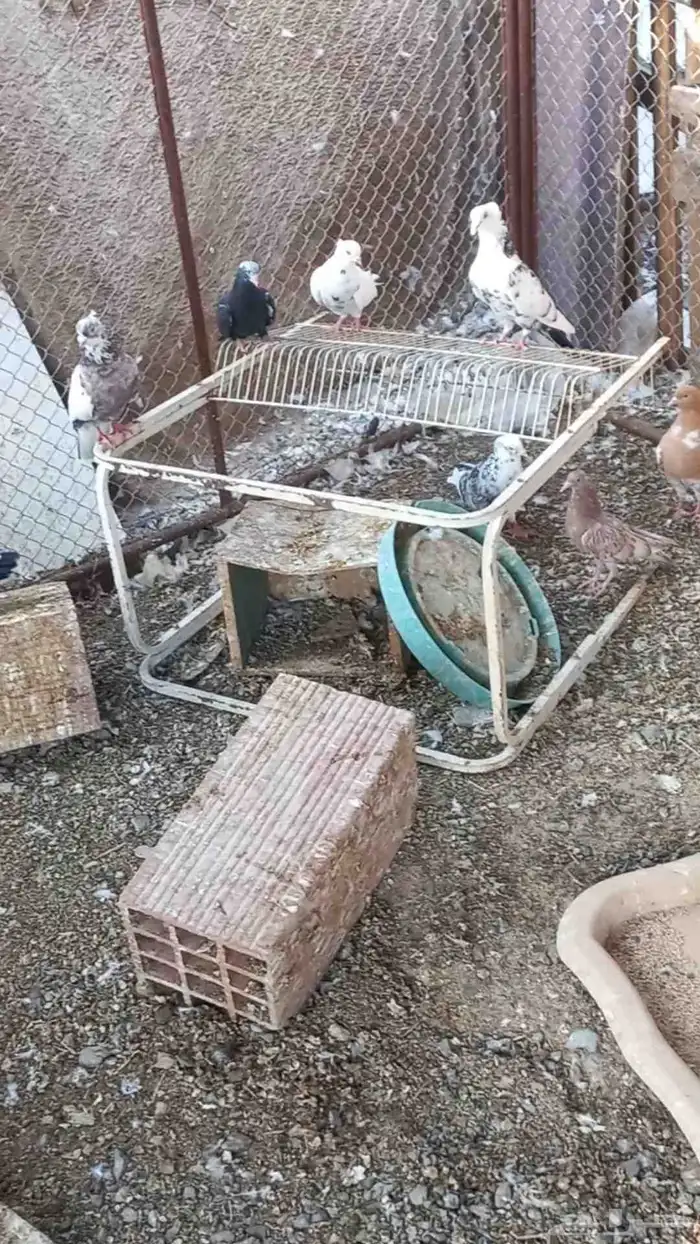 حمام قطايف قلابي للبيع 3