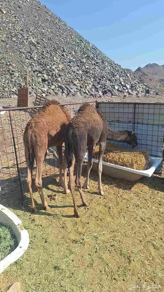 للبيع قعود 2 0