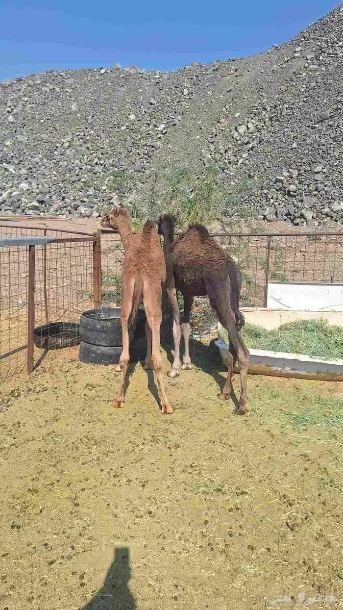 للبيع قعود 2 3