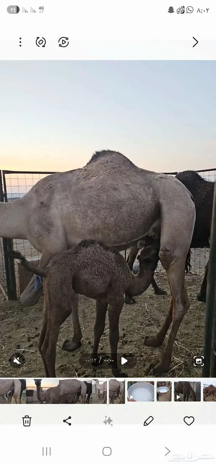 أعرض لكم خلفه مصفر طيبه 4