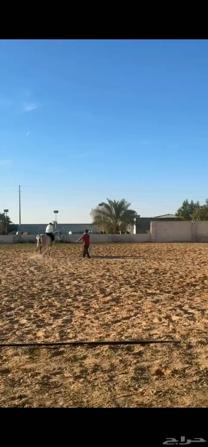 تعليم ركوب الخيل العربيه خارجي في الشعيب خلف احواش الابل 1