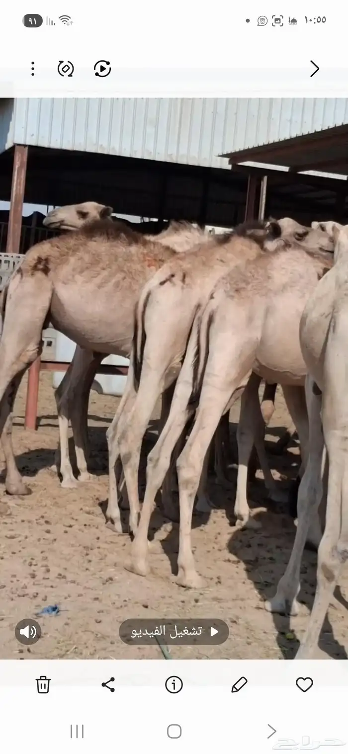 قعدان صوماليه تربيه للبيع الدمام سوق الابل 0