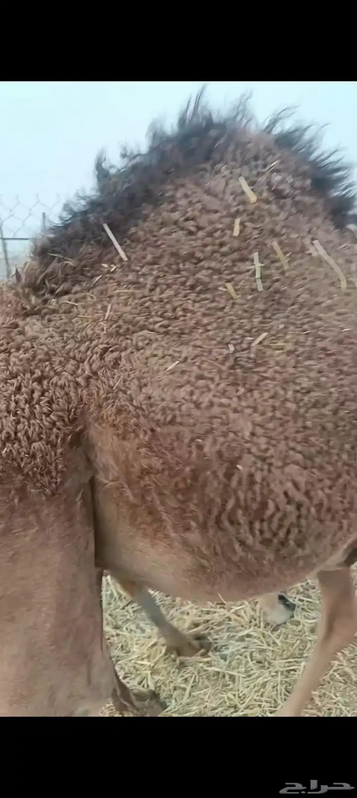 قعود شحم علف نظيف برسيم وشعير 0