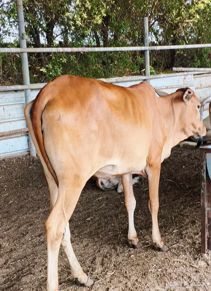 للبيع بقرة بكر سنها جدع عشار لها 5 شهور 0