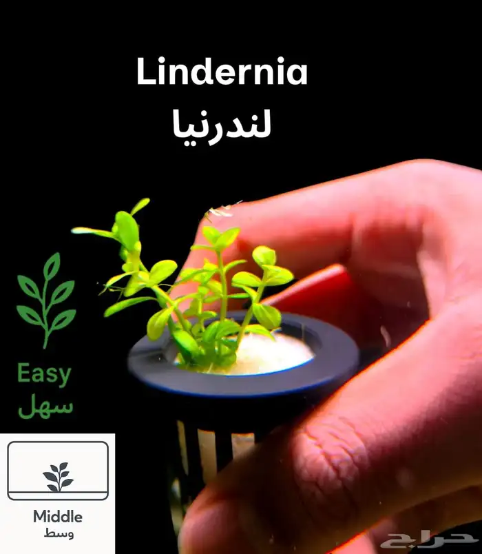 نباتات أنواع مختلفة للحوض سمك 3