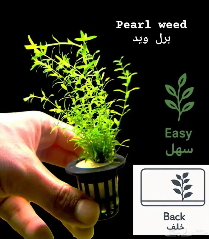 نباتات أنواع مختلفة للحوض سمك 24