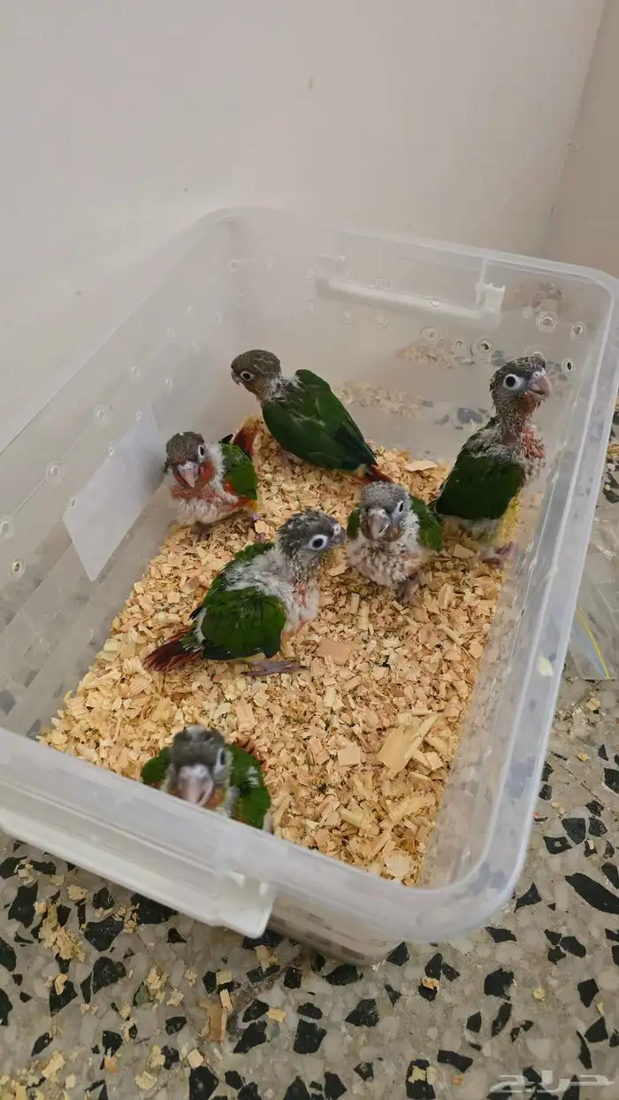 نفذت الكميه 3