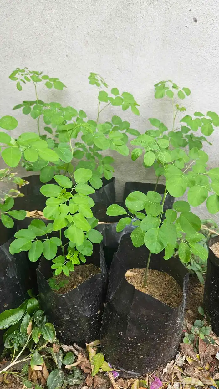 شتلات عدن بشام مورينقا 0