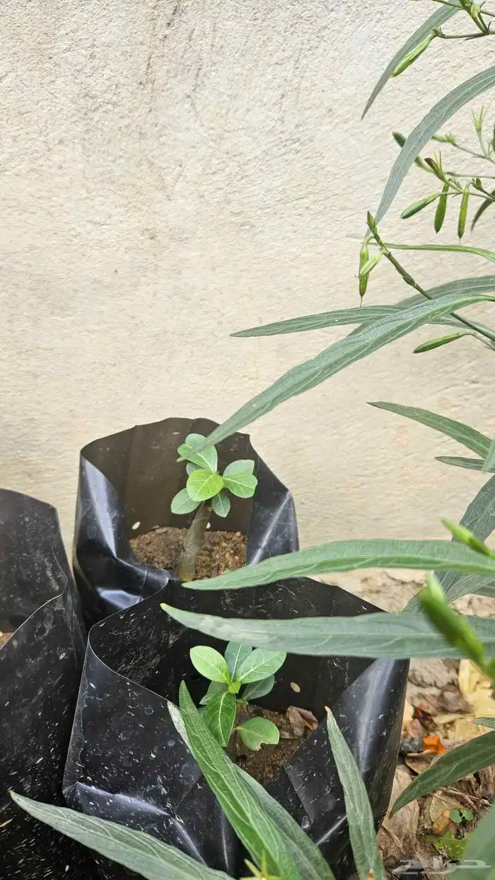 شتلات عدن بشام مورينقا 1