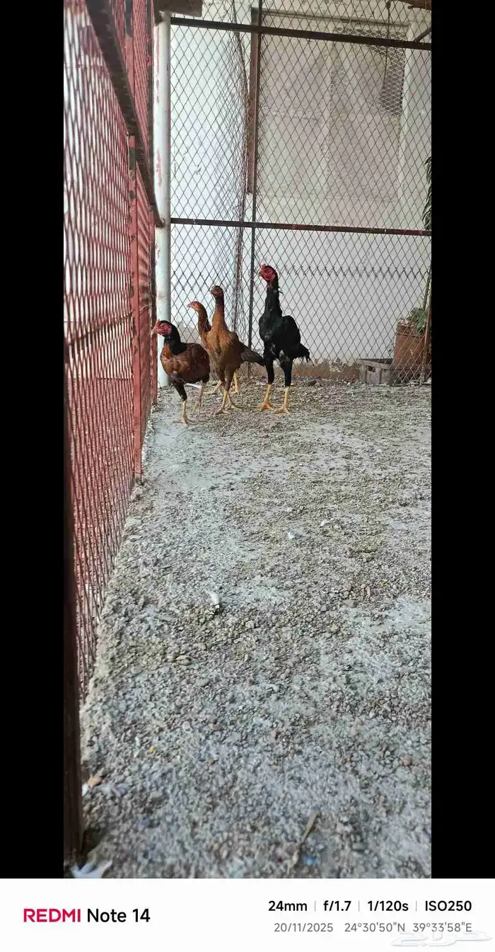 دجاج باكستاني فاخر 8