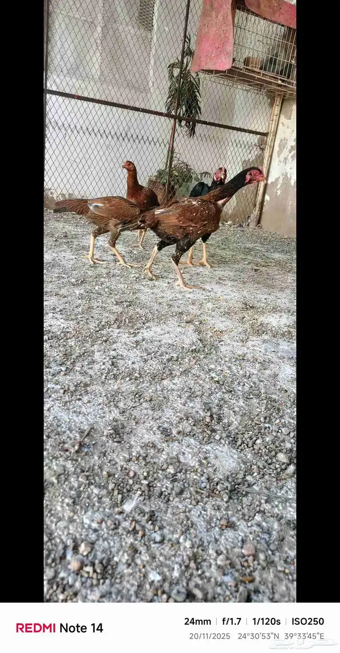 دجاج باكستاني فاخر 13