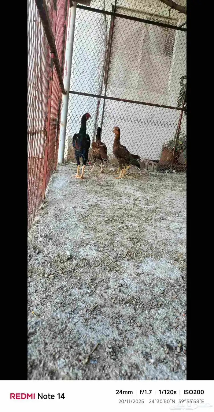 دجاج باكستاني فاخر 10