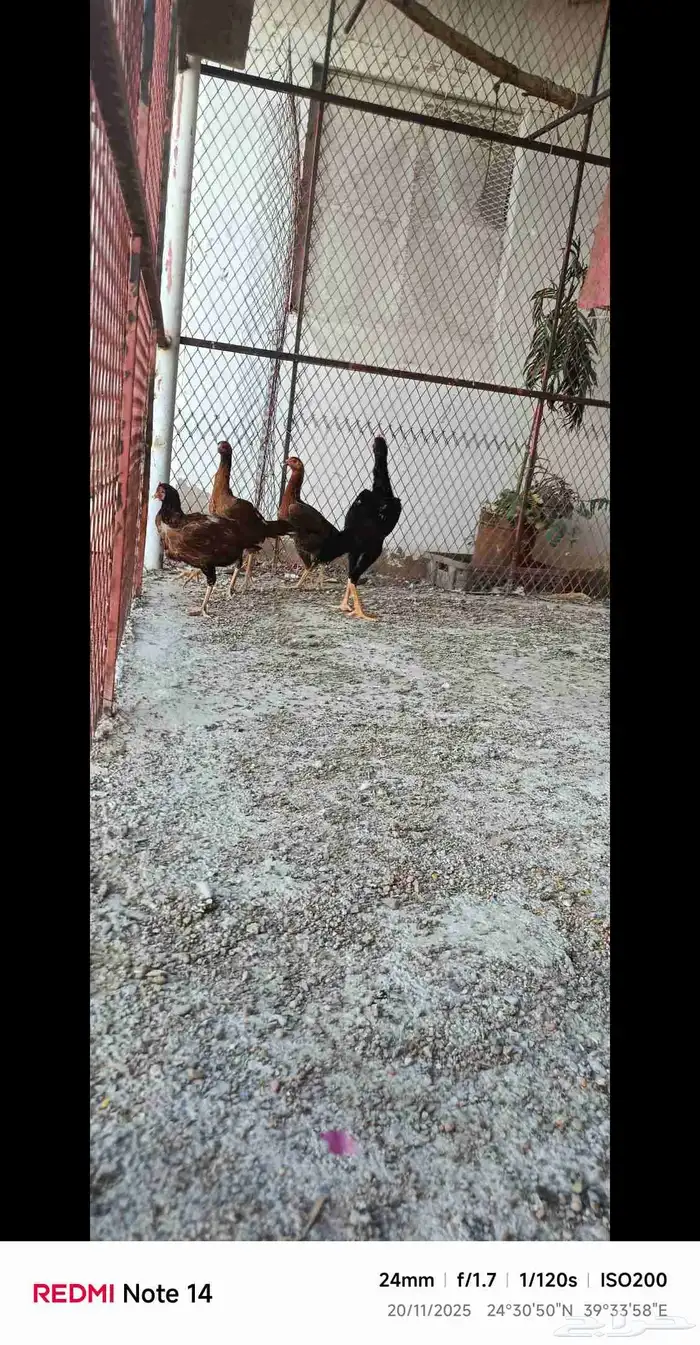 دجاج باكستاني فاخر 11