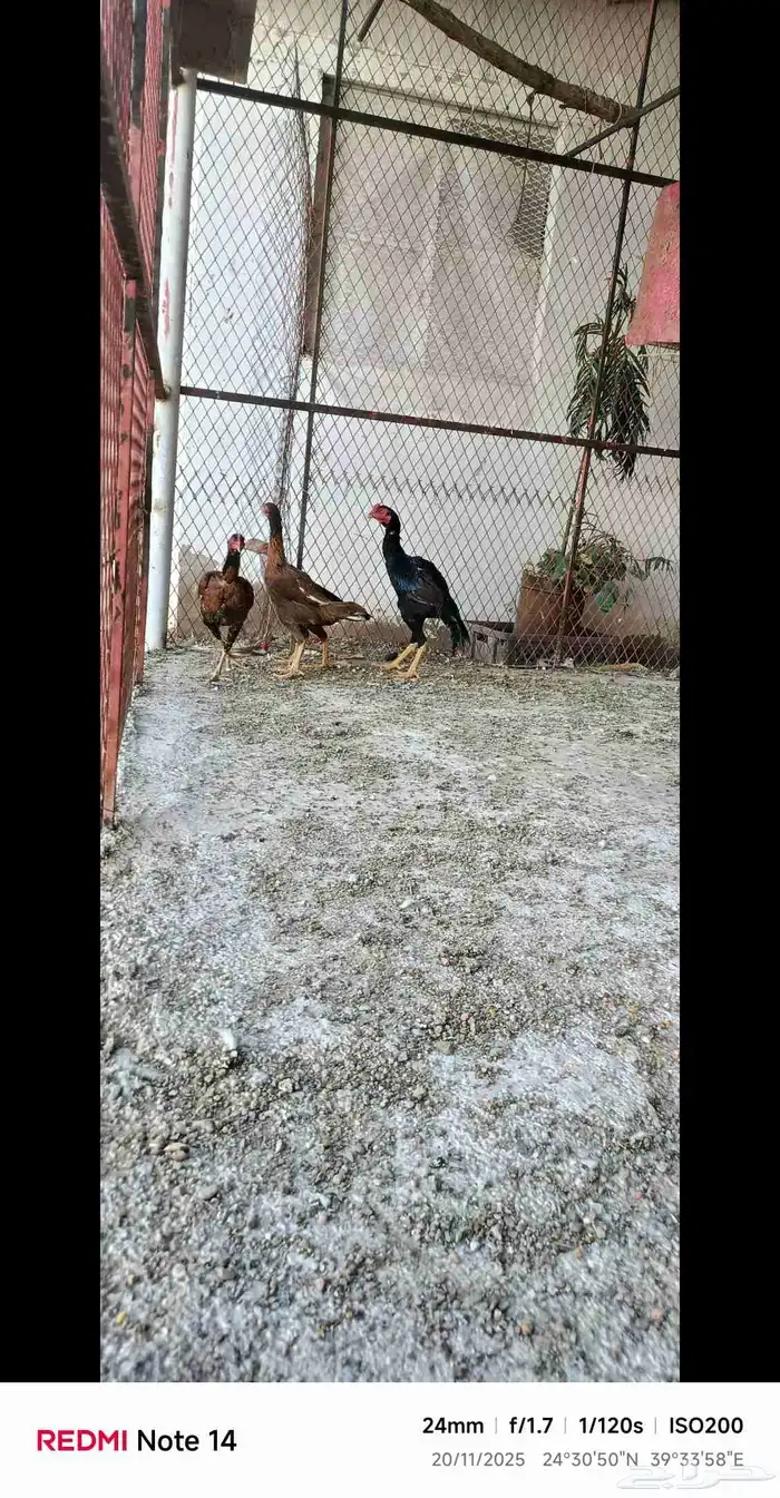 دجاج باكستاني فاخر 12