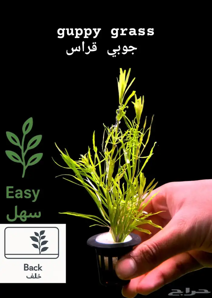 نباتات أنواع مختلفة للحوض سمك 18