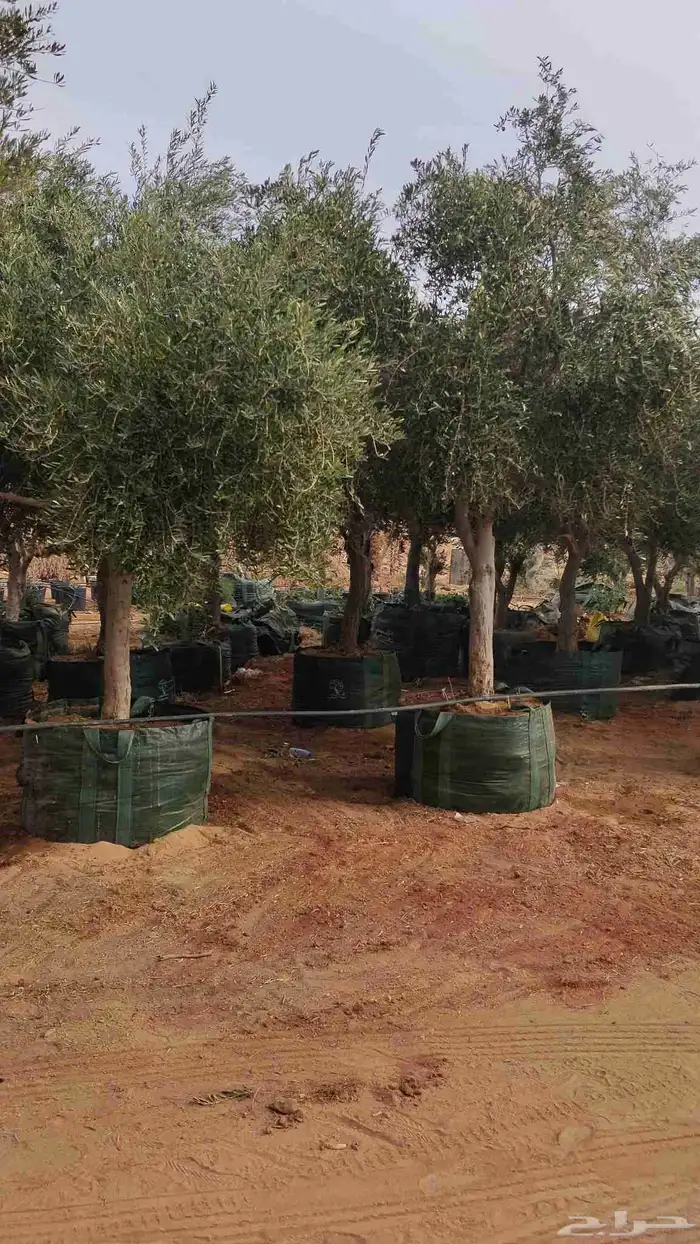 اشجار فاخره نيبالي محضن 6