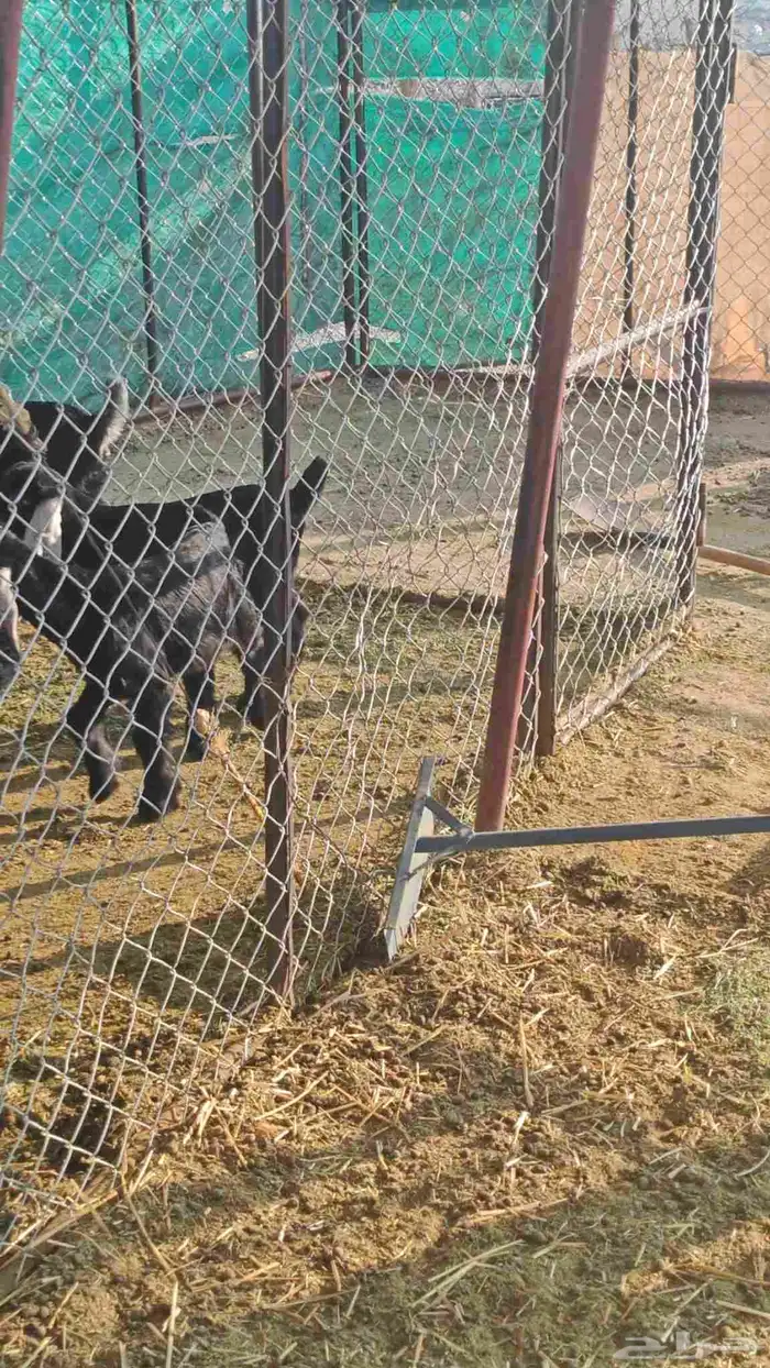 غنم معزا عوارض فاخرة للبيع 6