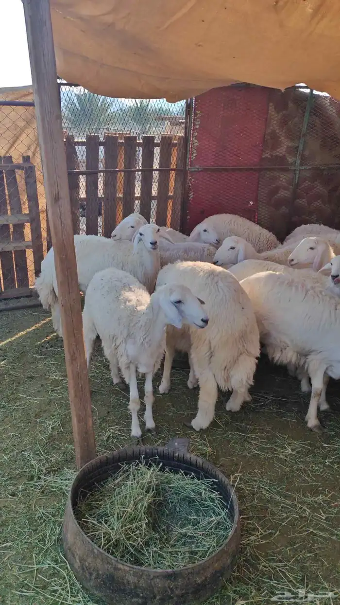 طليان و رخال للبيع ذبائح و تربية 0