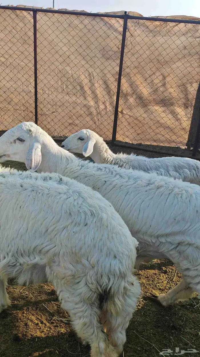 طليان و رخال للبيع ذبائح و تربية 6