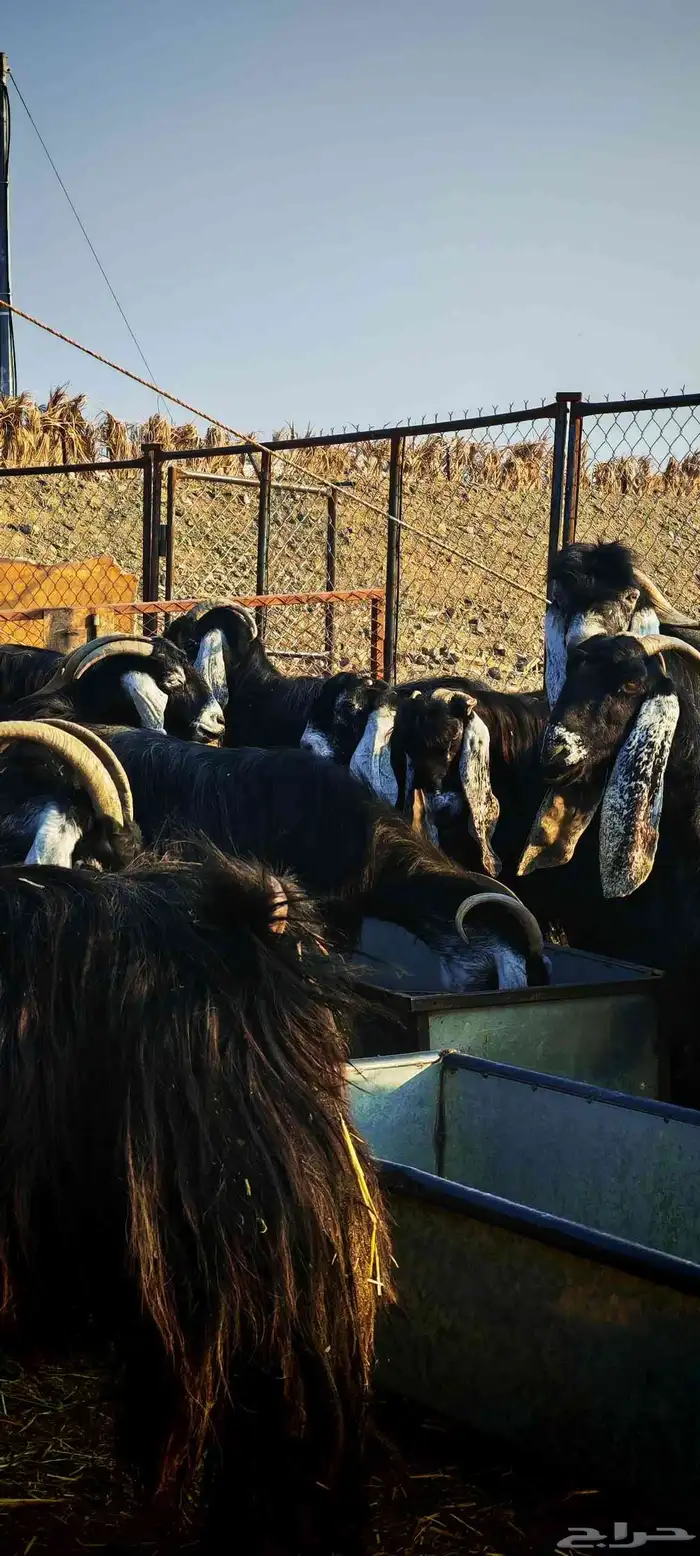 غنم معزا عوارض فاخرة للبيع 1