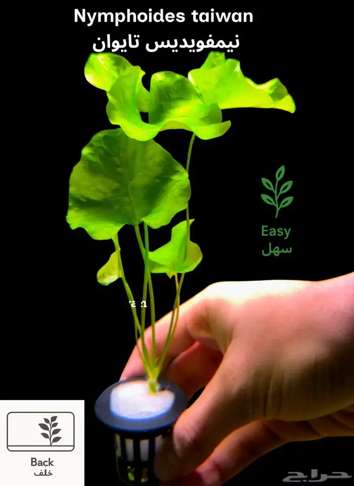 نباتات أنواع مختلفة للحوض سمك 7