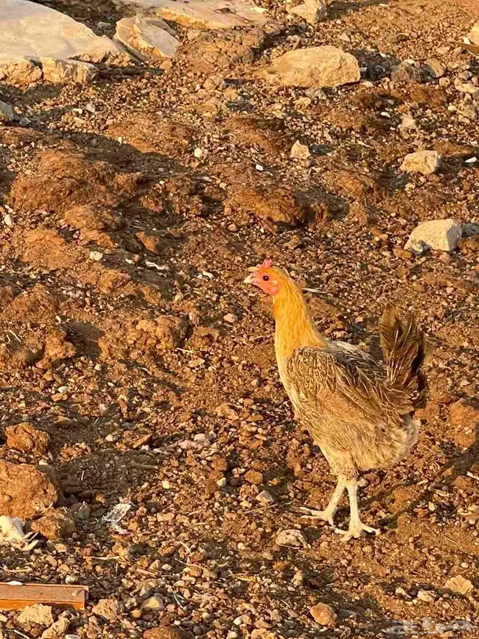 دجاج وديوك للبيع 7