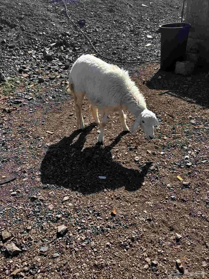 رخل حريه ذبيحه للبيع 0