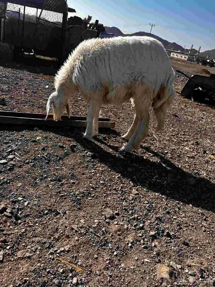 رخل حريه ذبيحه للبيع 4