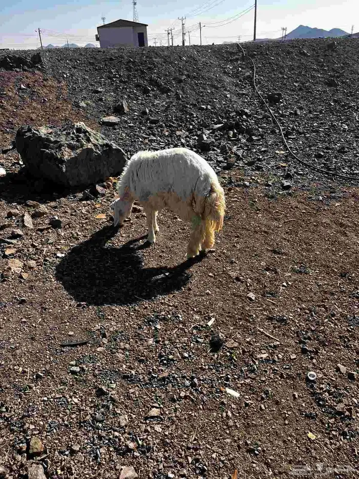 رخل حريه ذبيحه للبيع 5