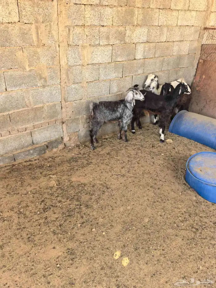 ماعز عوارض مشاءالله للبيع 0