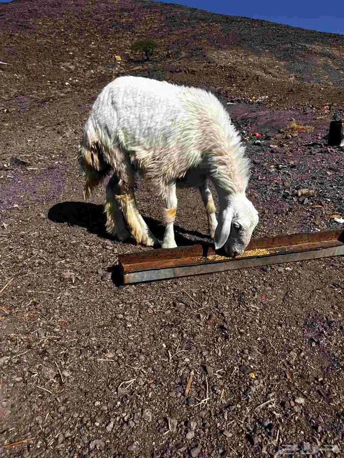 رخل حريه ذبيحه للبيع 1