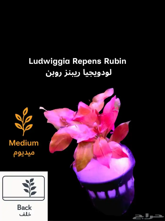 نباتات أنواع مختلفة للحوض سمك 8