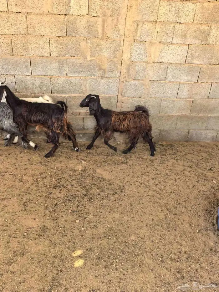 ماعز عوارض مشاءالله للبيع 2