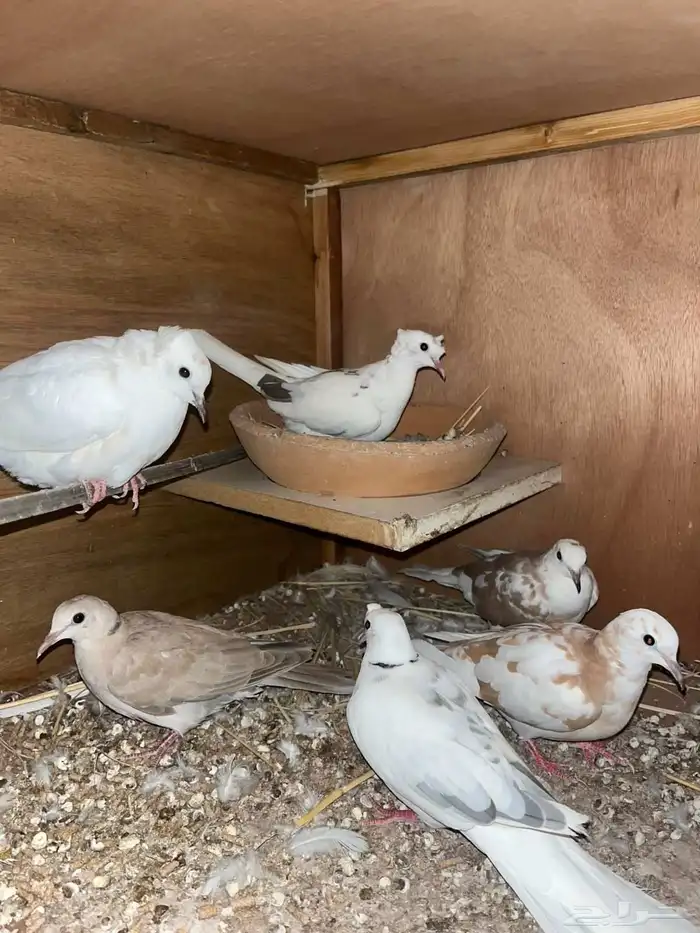 قماري هولندي 0