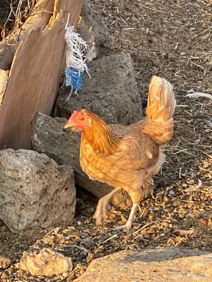 دجاج وديوك للبيع 1