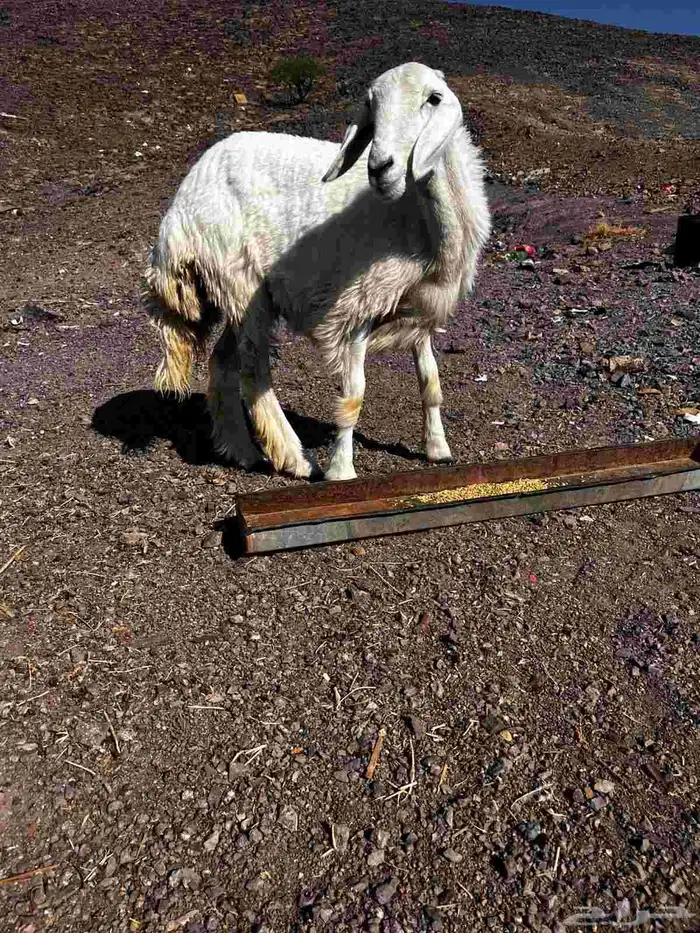 رخل حريه ذبيحه للبيع 2