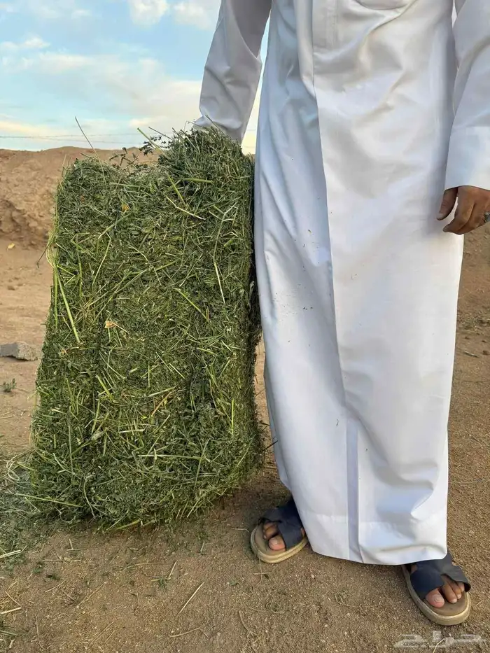 برسيم للبيع 6