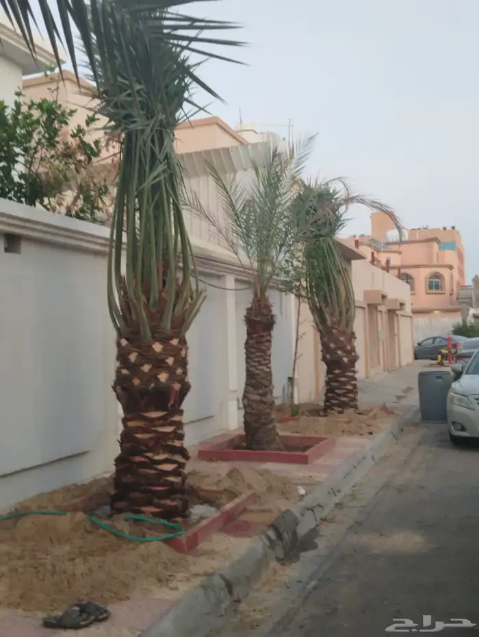 زراعه نخيل عربي 4