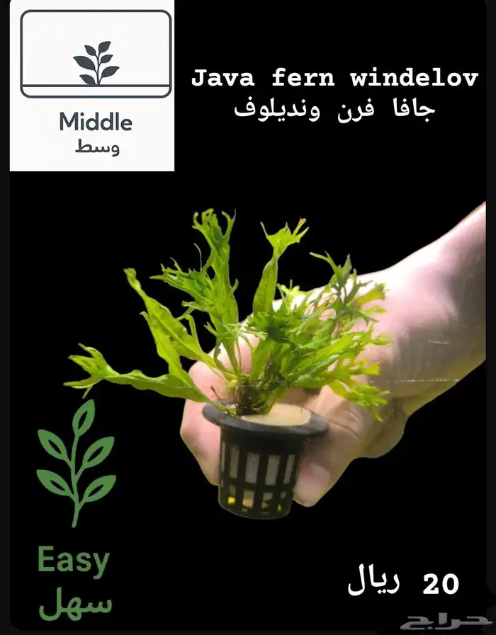 نباتات أنواع مختلفة للحوض سمك 14