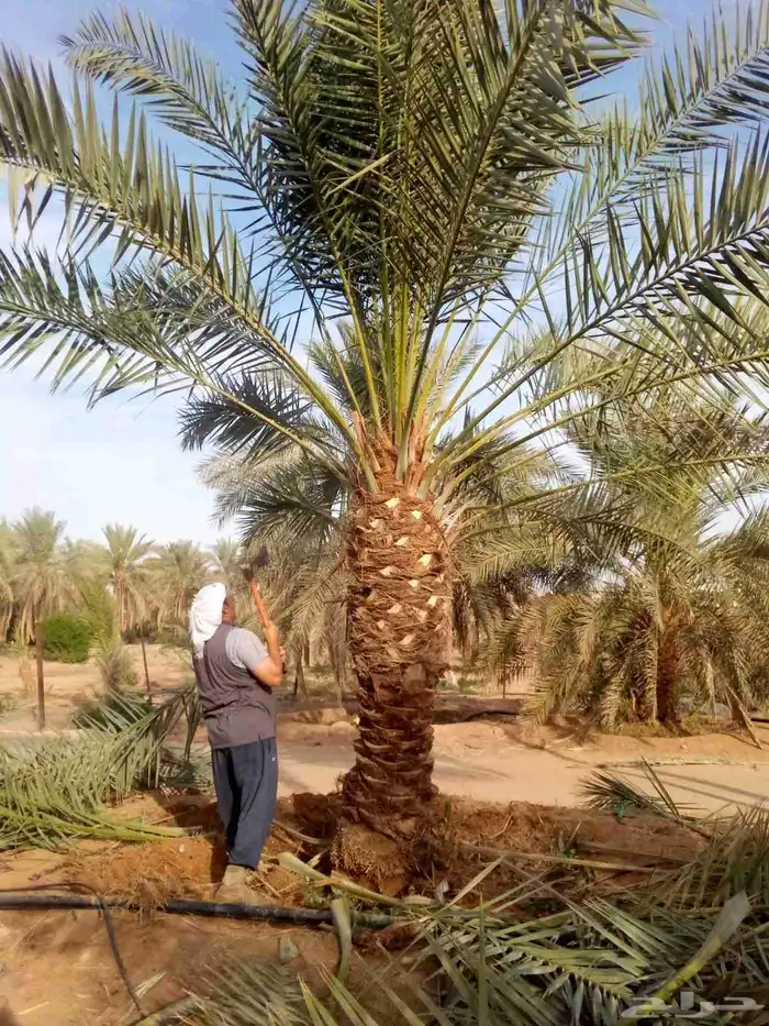 نخل واشنطنيا نخل مثمر صقعي هلالي اخلاص سكري عسيله غر ثيل 0