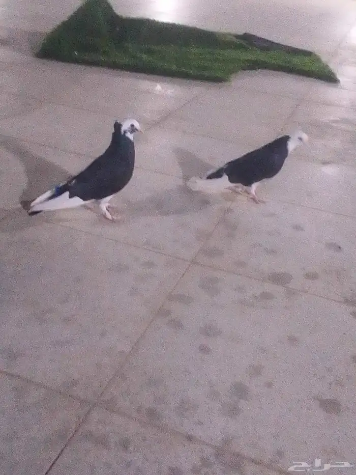 عرض على حمام البيع العدد ثلاث حبات 0