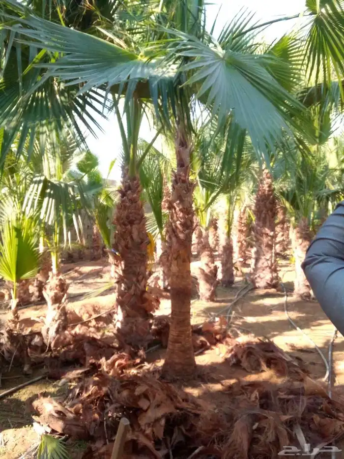 نخل واشنطنيا نخل مثمر صقعي هلالي اخلاص سكري عسيله غر ثيل 2