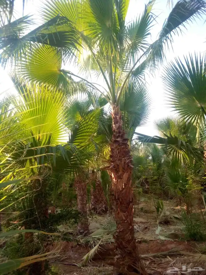 نخل واشنطنيا نخل مثمر صقعي هلالي اخلاص سكري عسيله غر ثيل 8