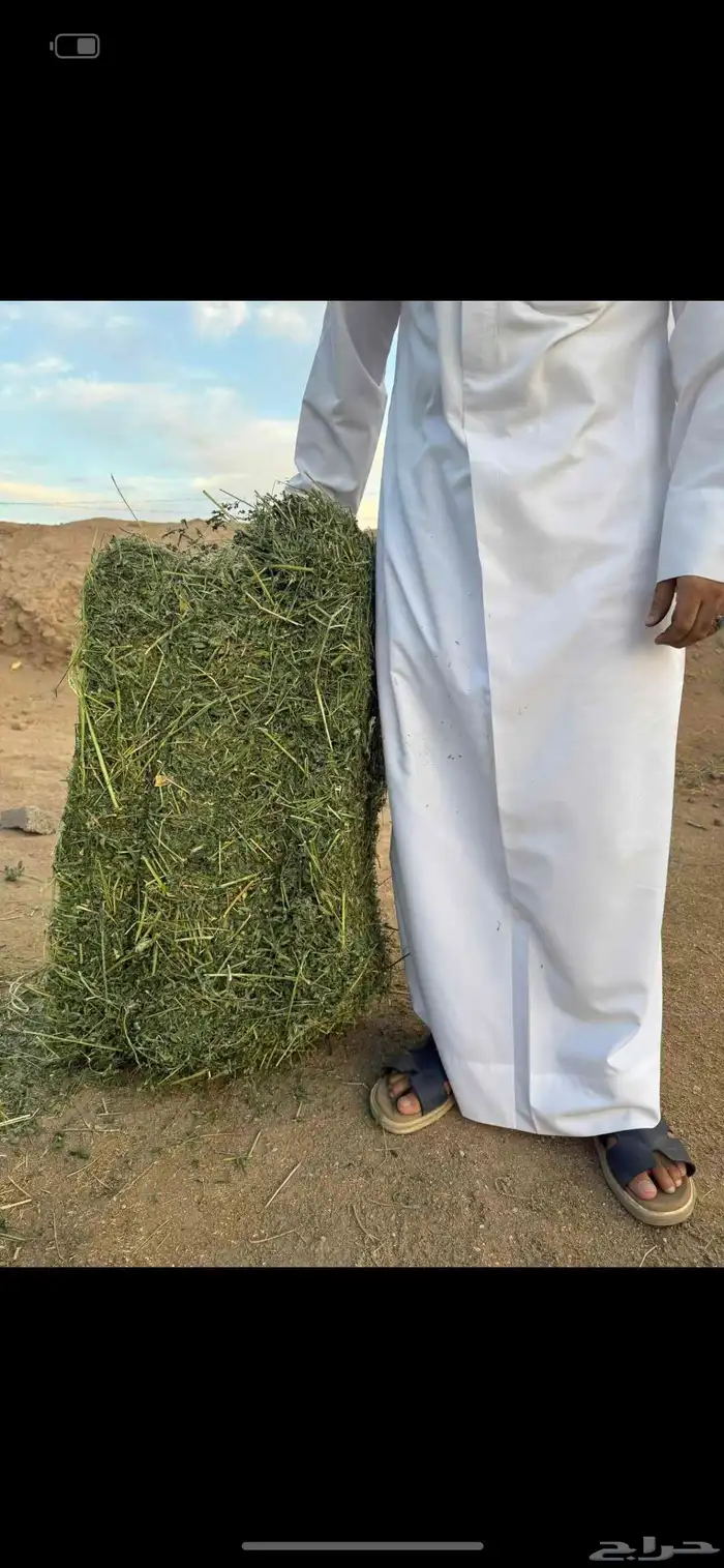 برسيم للبيع 5