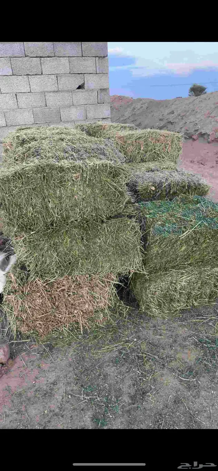 برسيم للبيع 1