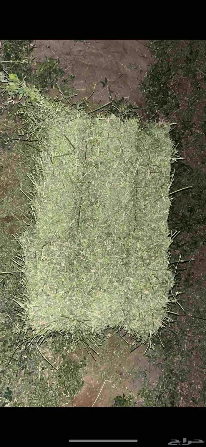 برسيم للبيع 0