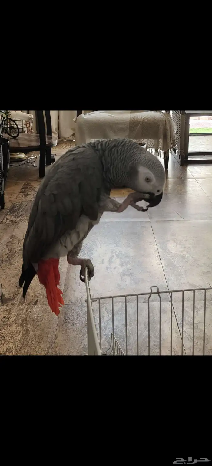 ببغاء افريقي للبيع يتكلم بطلاقة.. يوجد فيديو 0