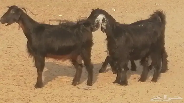 ماعز عوارض جنب دفيع معزا عارضيات طيبة 5 رأس 10