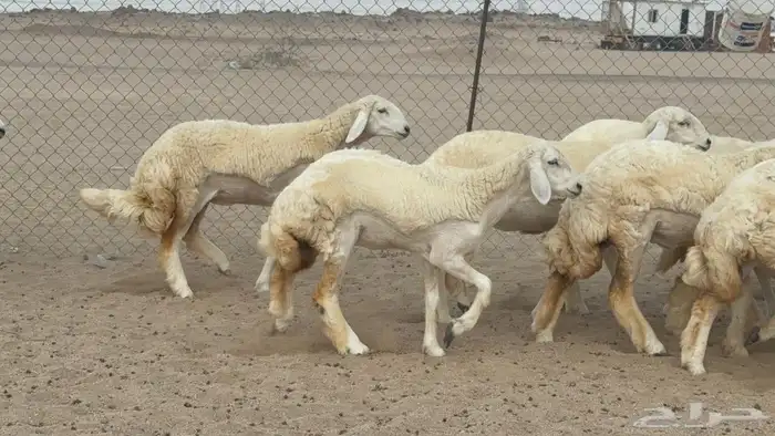 مشا الله اعرض لكم يوم عرض مميز رخال جدعه كله عددها 58 1